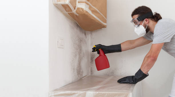 Professional Black Mold Removal technician working in Geneva, IL