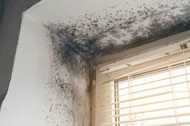 Trusted Commercial Mold Remediation service in Geneva, IL - Cheap Mold Removal
